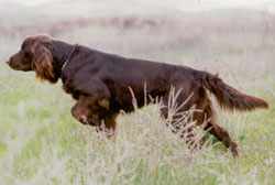 long hair pointer dog